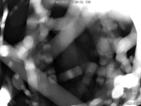 Webcam Peschiera, Fraglia Vela Peschiera